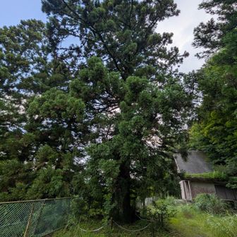 一本杉。立派です