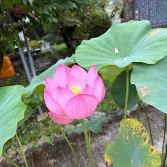 曇りのお昼なのにハスの花が咲いていてくれた🪷
