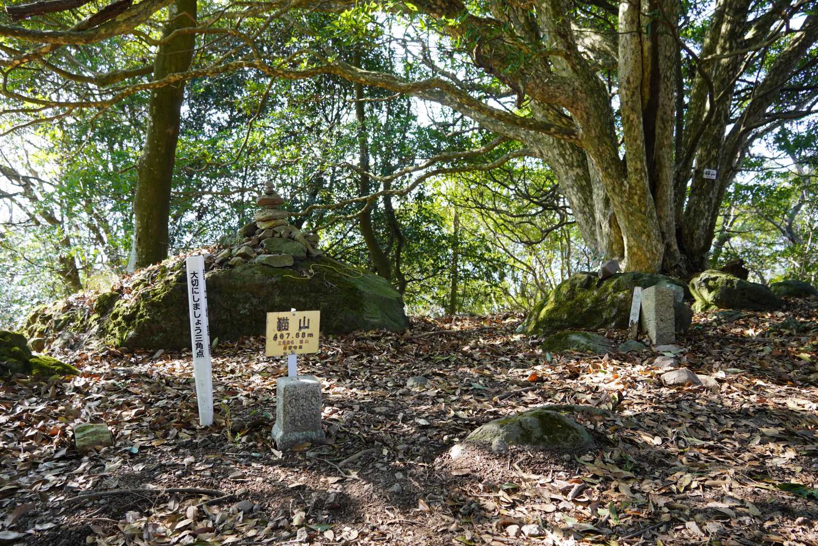 猫山山頂　467.52ｍ
四等三角点・点名・猫山
存在感があるカゴノキ