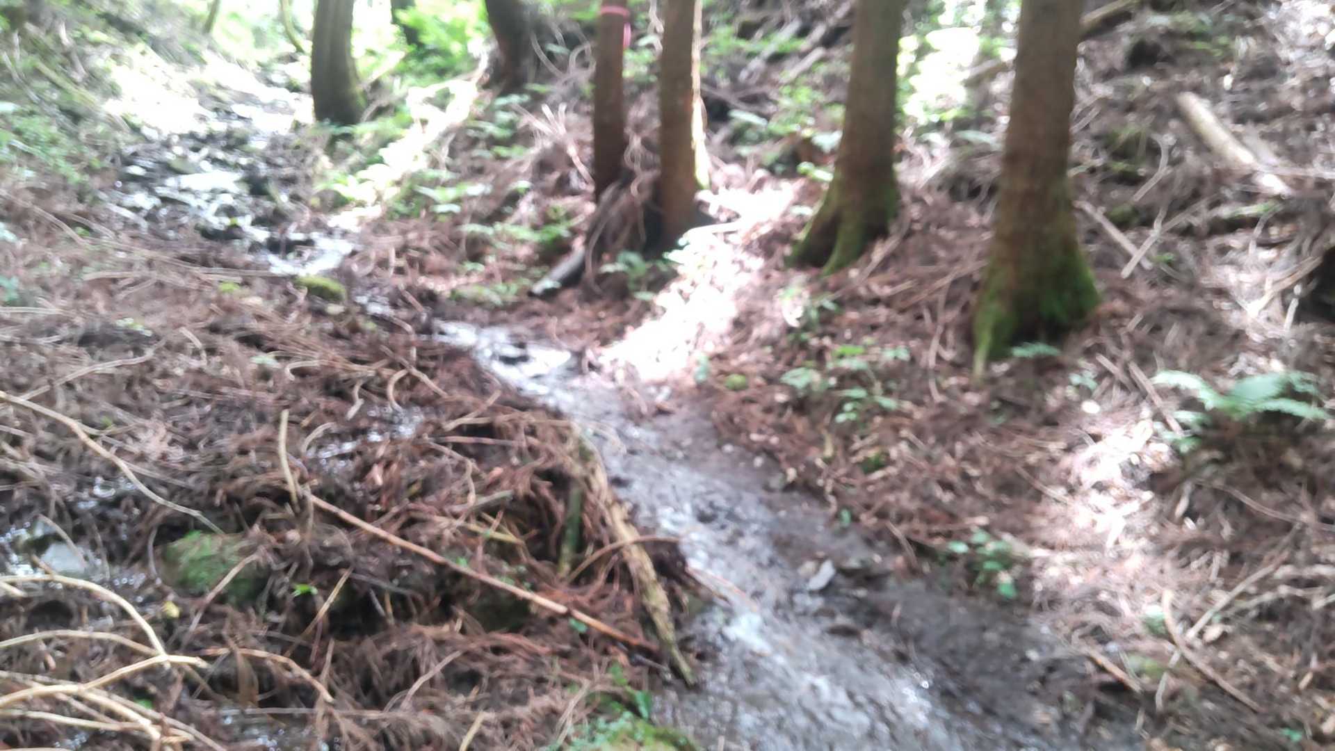 ほぼ川  なるべく端っこ歩いた気がする