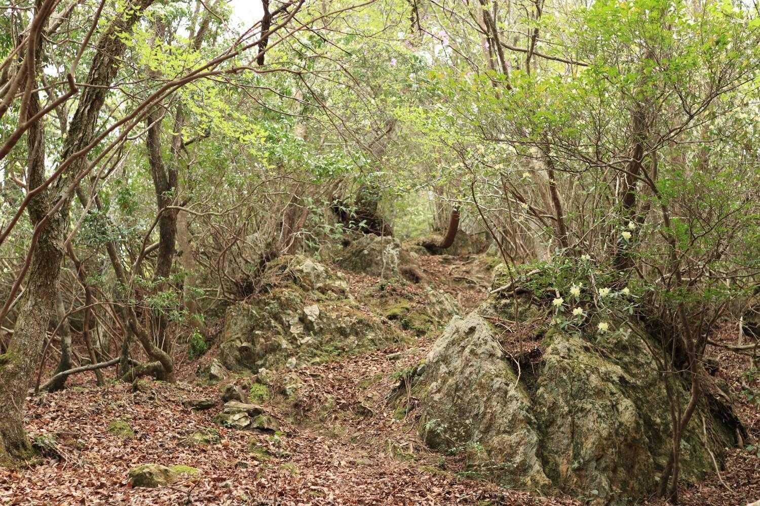 岩場もあり🪨