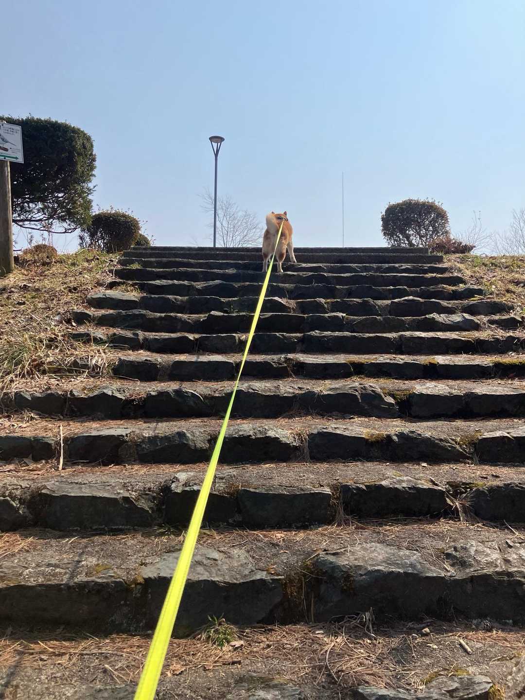 階段ダッシュ🐕キツい🤣