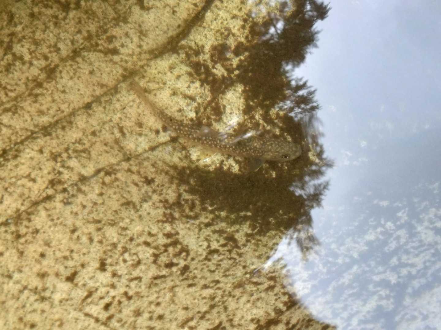 岩魚（イワナ）