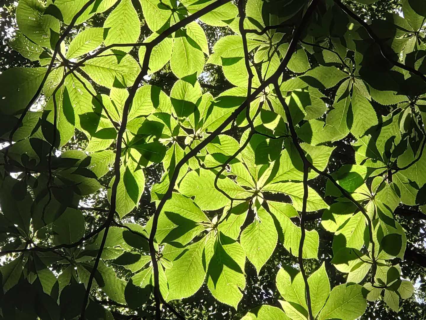 🌿✨