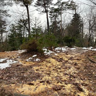 新潟では猫に会えませんでしたが…。