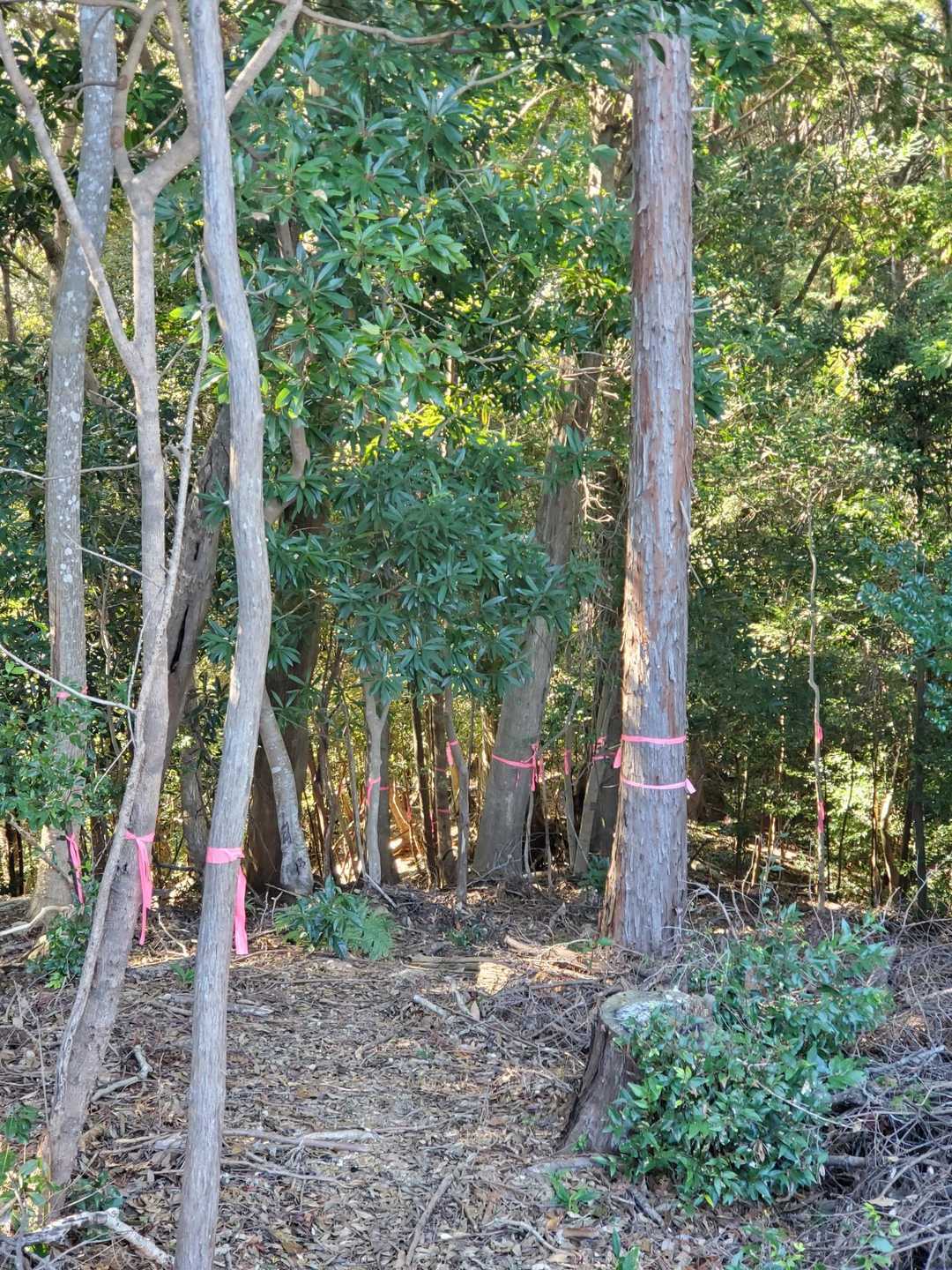 ピンテ祭りの登山道
広い場所で長く休憩した時などは、地図でルートを確認してから歩き出すのですが、たくさんピンテに惑わされ、疑うことなくこの道を進みました