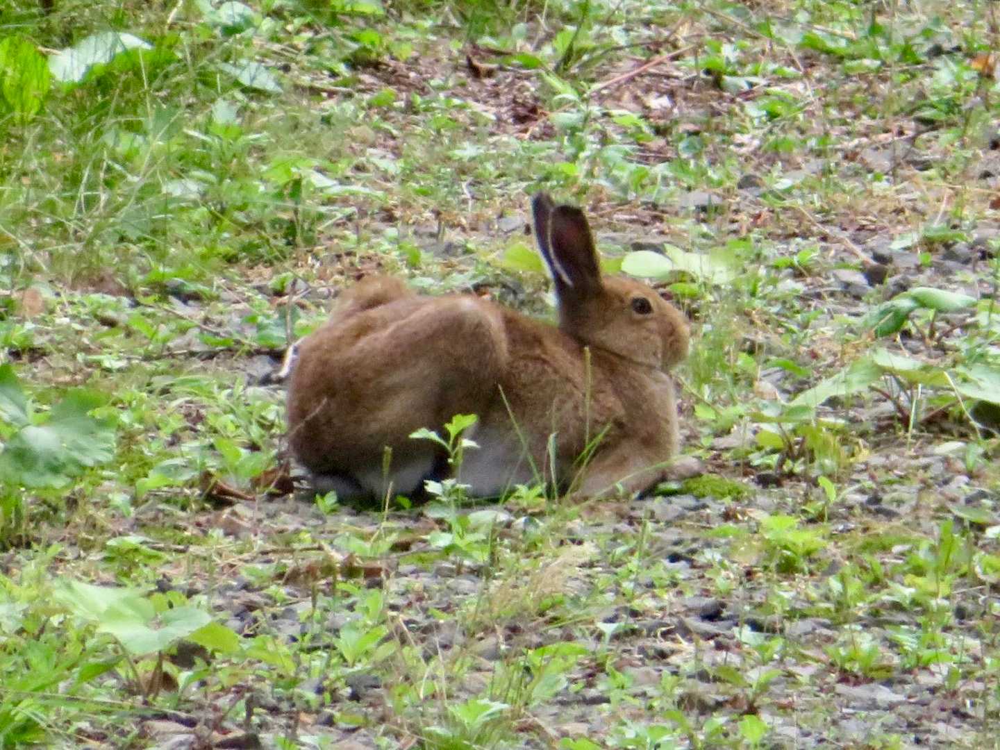 うさぎ🐇さん日向ぼっこ
デカい！😳