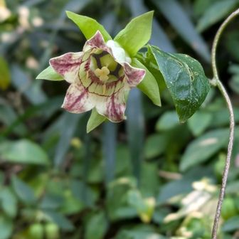 ツルニンジン(これも植栽？)