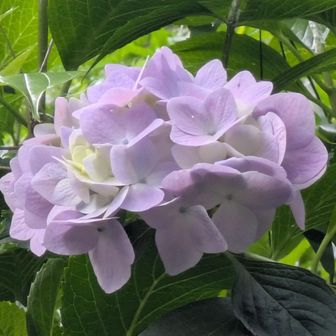 自生紫陽花その3