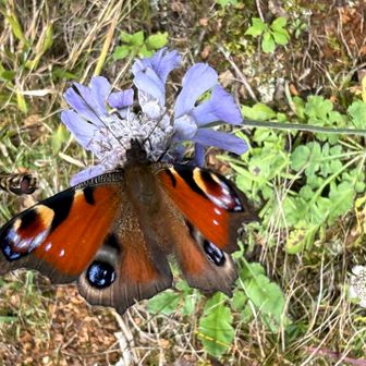 マツムシソウの蜜を吸う🦋クジャクチョウ「孔雀蝶」と、隙を狙うハナアブ🪰。

蜜の争奪戦のようです😅