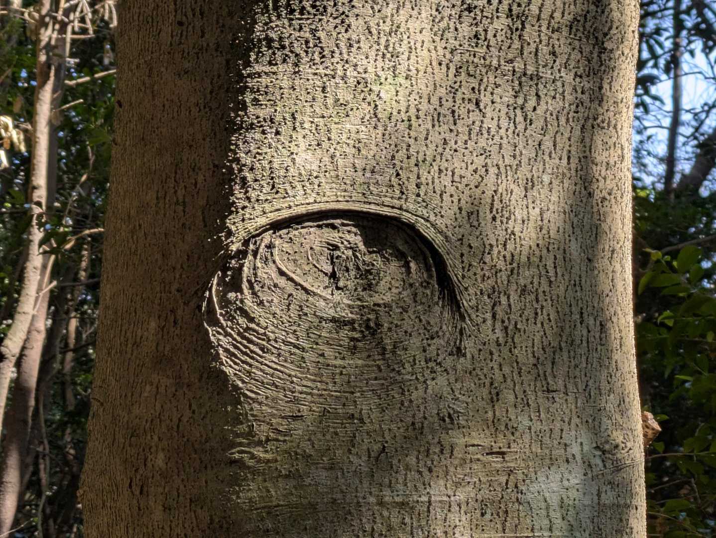 寝不足の👁️