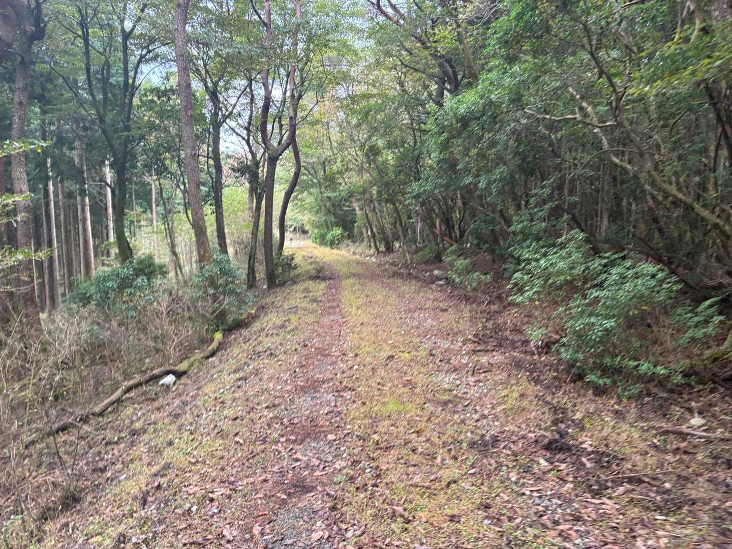 大矢岳-地蔵峠-二ッ山 周回コースの写真