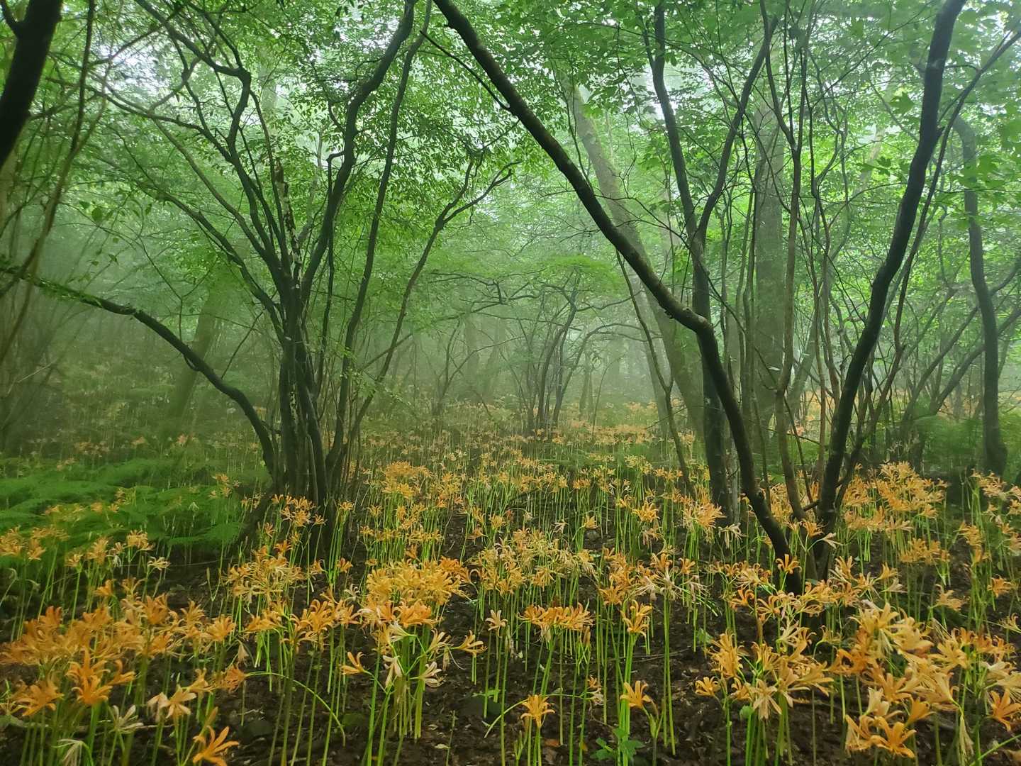 水無登山口-井原山 往復コースの写真