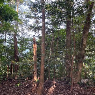 山頂の景色は森🌳
