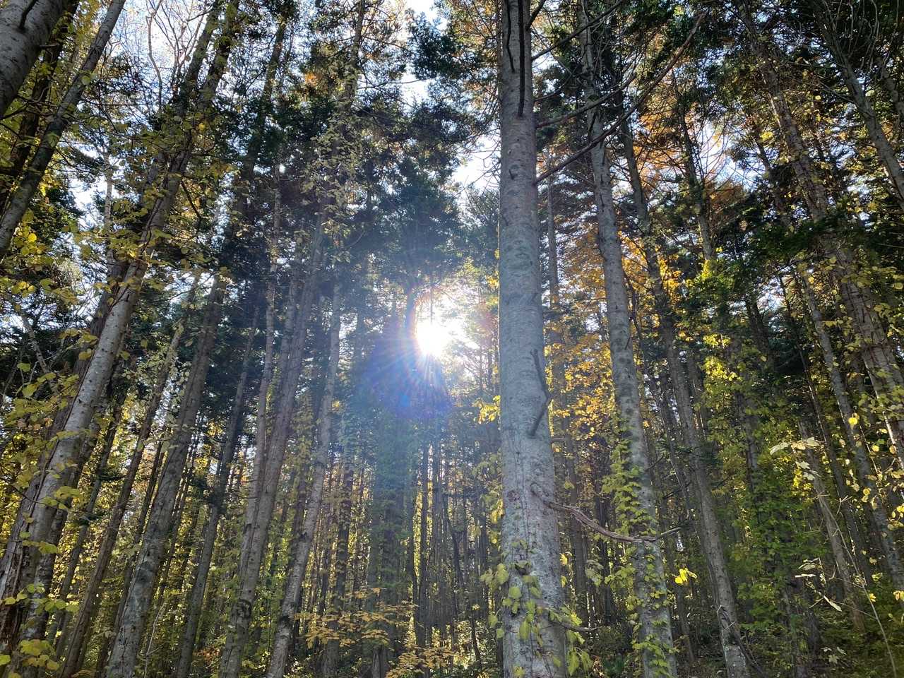普通の山道。安心。普通が一番。