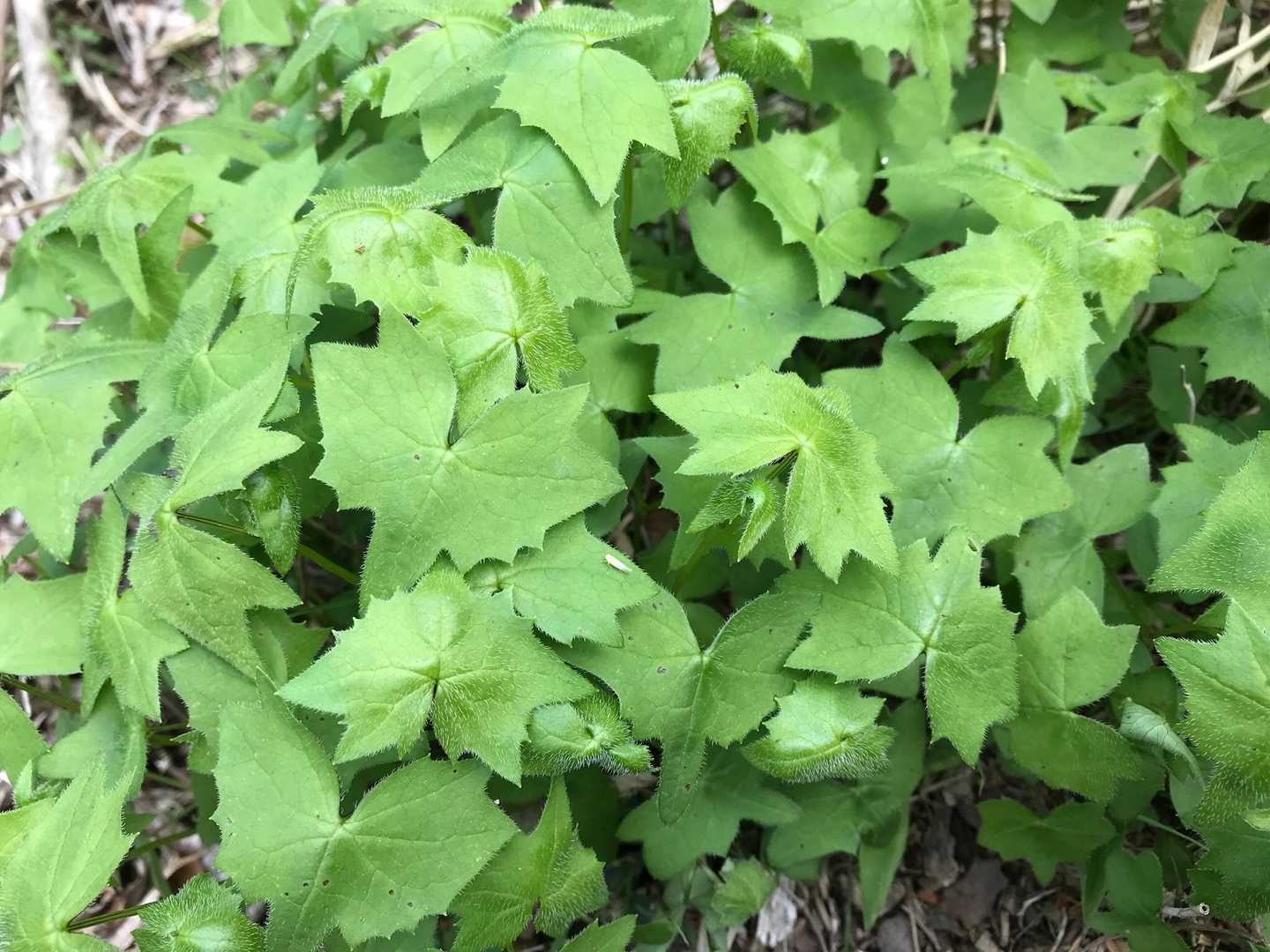 筑紫蝙蝠草（ツクシコウモリソウ）見つけるとすぐ写してしまいます
キョロキョロしてたら，三角点を見落としてしまいました(￣∇￣)