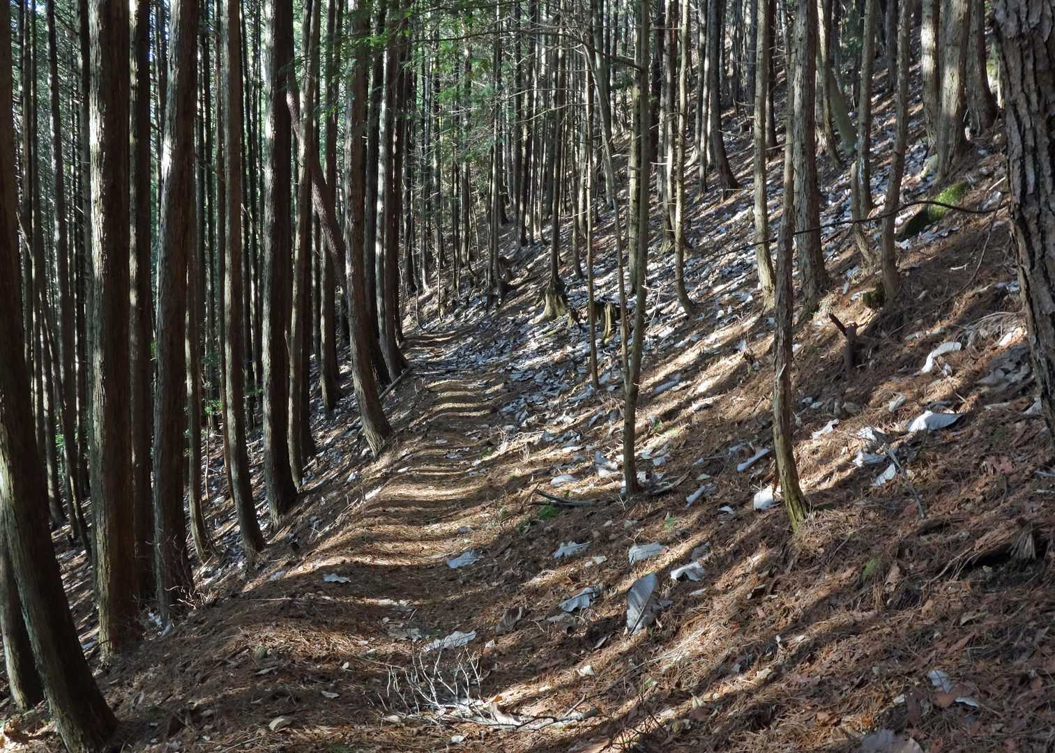 よいなあ、黒色土特有の足の沈み込み。膝にとてもやさしい。