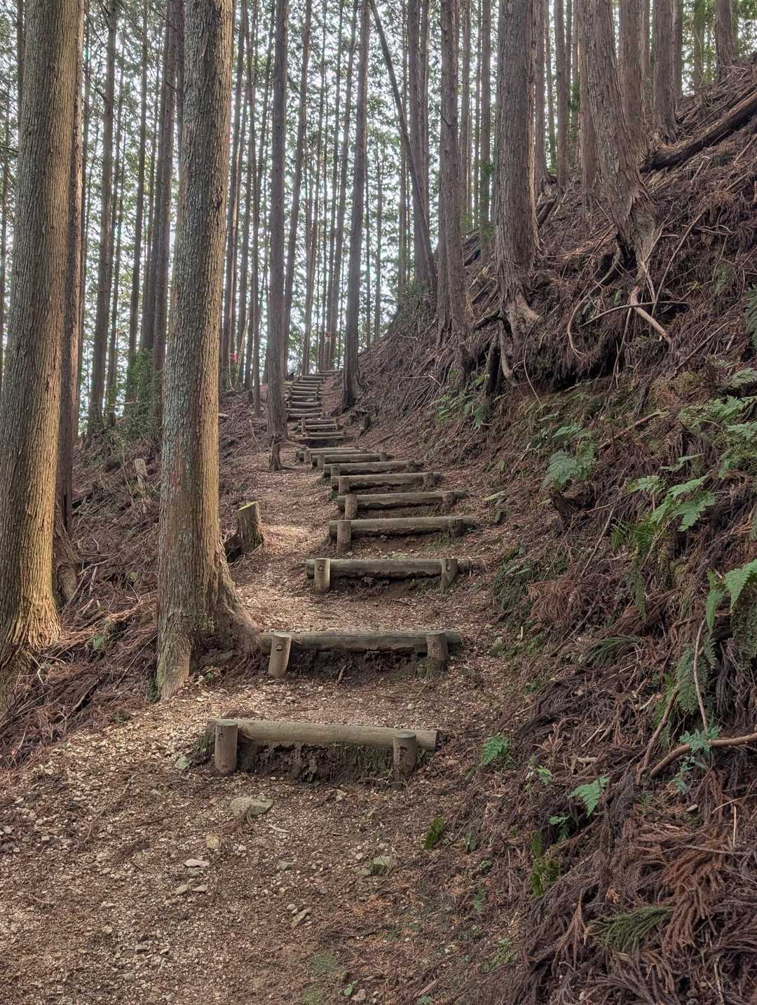 高束山 往復コースの写真