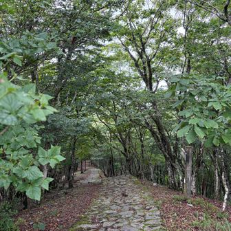 先週より重くなった緑