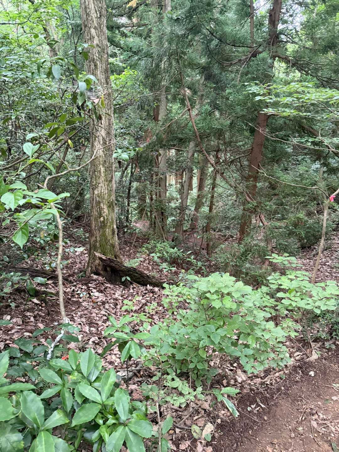 下山は登山道も細く木が繁っているのでとても湿度が高かったです