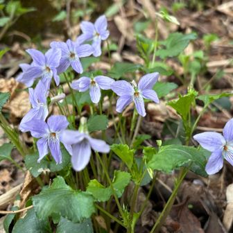 足元にすみれ花。