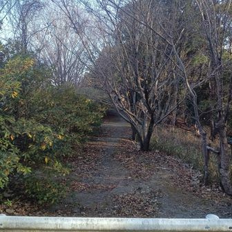 展望所の脇のこちらから下山してみます。