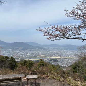 山頂祇園方面、桜はもうちょい