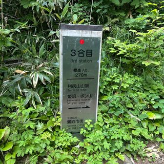 前回登ったポン山と、利尻富士の分岐、今回は利尻富士へ。