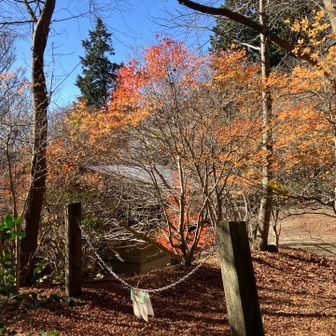 キャンプ場前に少し紅葉🍁
周回やめて伏見林道で下山します