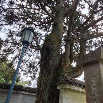 午後でもアサギマダラには会えず、約30分後には会えたようですが、今年はアサギマダラを会えずに終わりそうです😥

今回は兵庫県の関西百名山を無事コンプリート出来ましたが、急坂、段差ある箇所はストックなけ登れない状況で😥、脚の踏ん張りだけでは痛みに負け力が入らずです😓

このため暫くは難易度高い山は無理と自覚できた山行となりました😂

最後までご覧頂き、ありがとうございました🙇