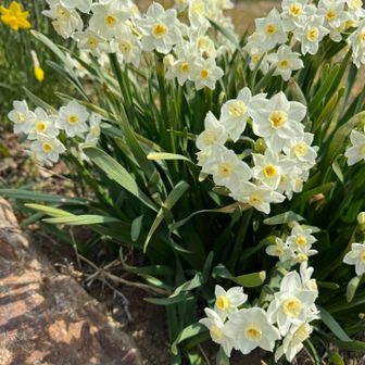 駅迄行って電車で戻る事も出来るが、本数が少ないので、待っている間に、汗冷💦してしまうから、歩いて戻る事に😅
民家に咲いている花を見るのも楽しい😁