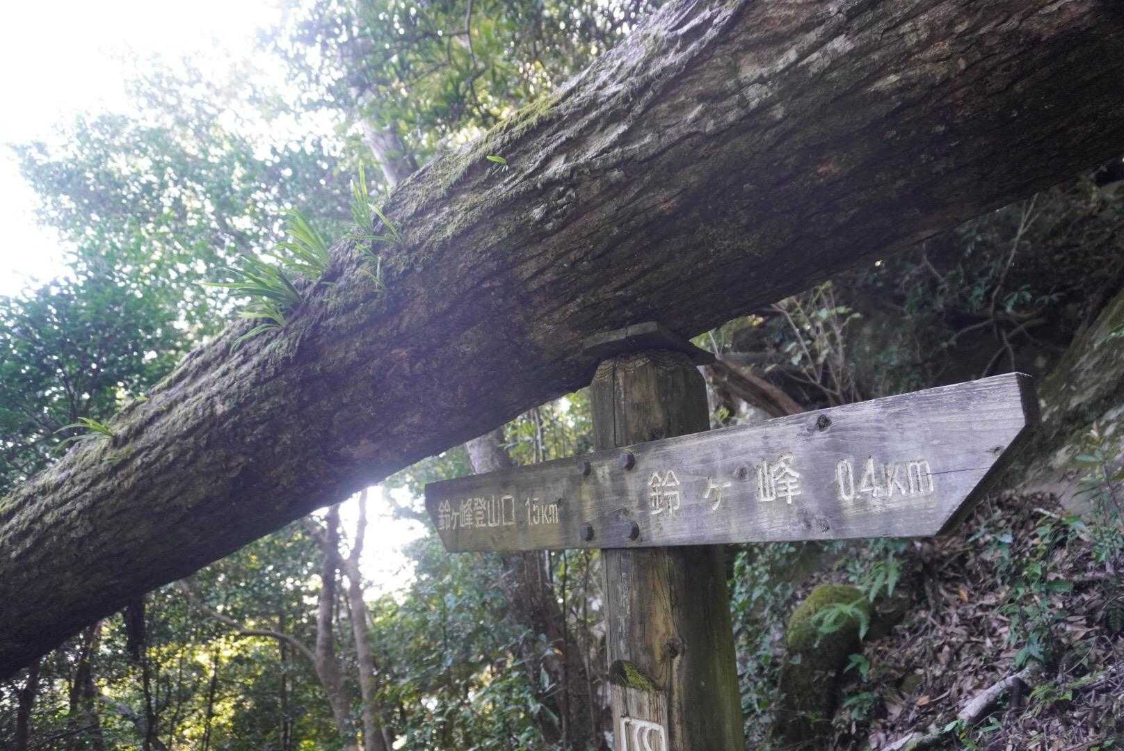 倒木が標識に頼ってる