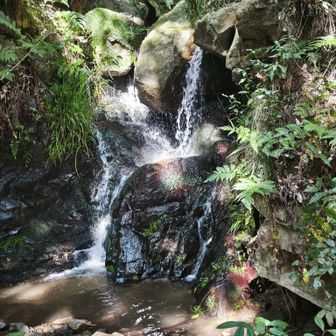 慈悲の滝
水の音を聞きながら沢コースで登る
今日は渡渉せずに、できるだけ左側を歩いてみましょう👣