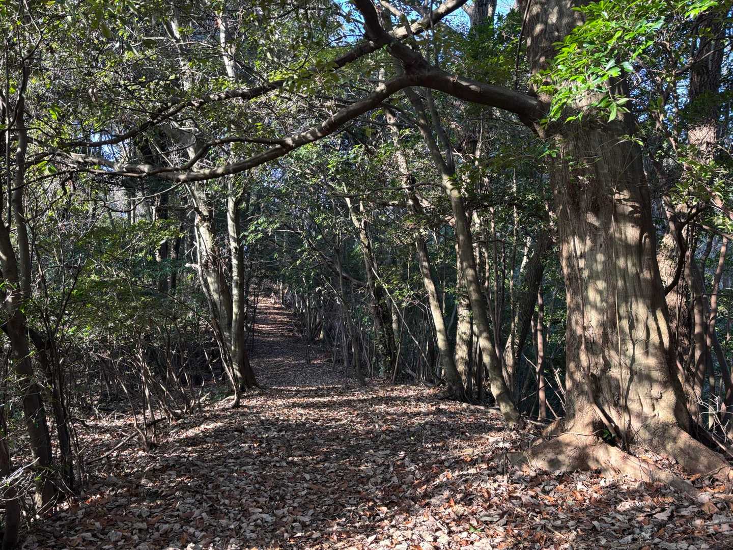 船来山登り口-船来山-郡府山 往復コースの写真