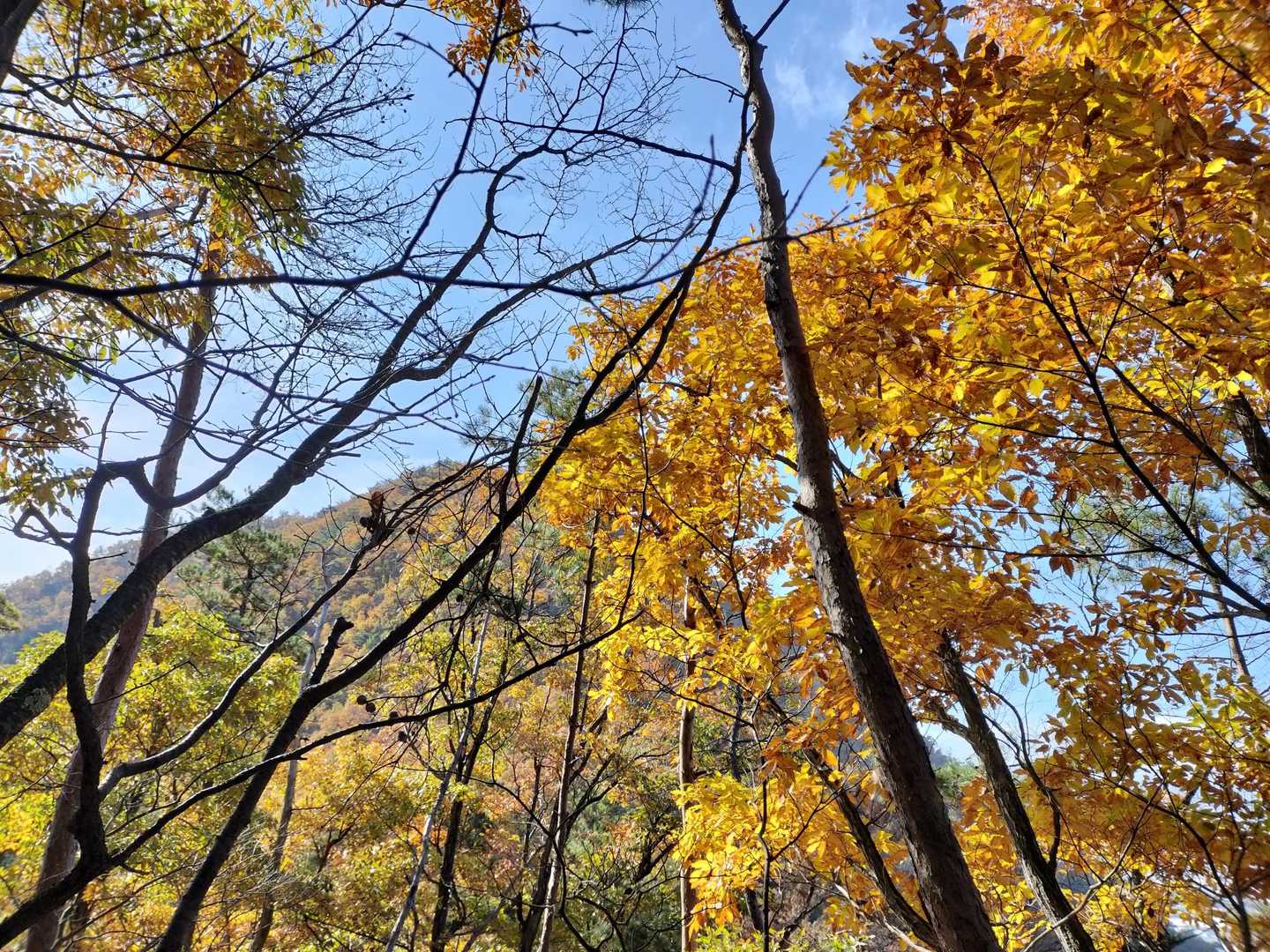 小菰石山-大岡山 往復コースの写真