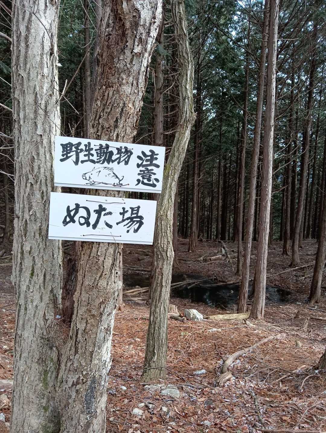 大きな水溜り。動物達のぬた場だって、へー。