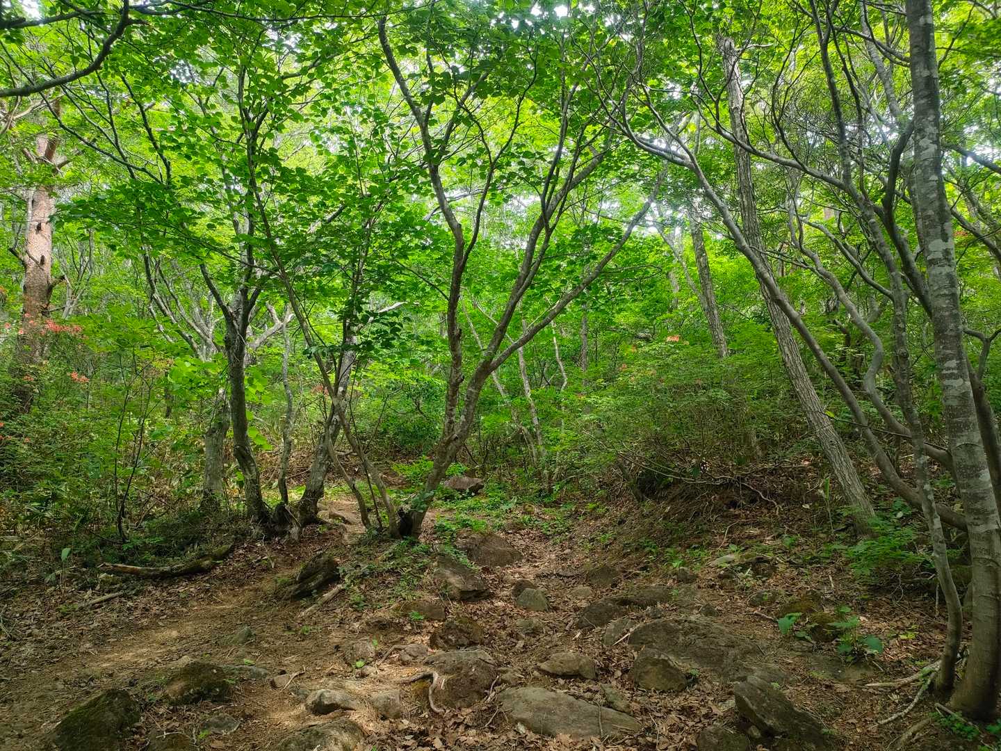 みどり〜