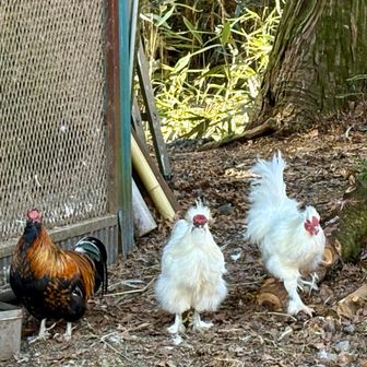 鶏さん見て歩いていたら､段差に躓いて転びそうになりました😮‍💨
皆んなで､コケ！ココッ！と可愛い声で魔法をかけてきたんですよ🤣