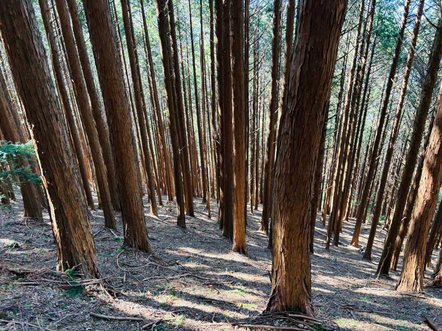 檜と杉がミックスされてる感じ🌳🌲
今まで見た中で1番綺麗な植林地帯😊