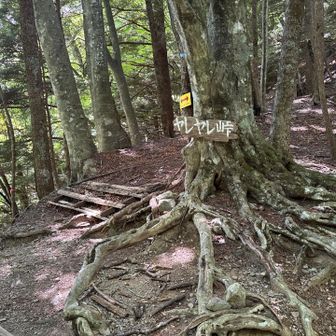 沢から登り返してヤレヤレ峠到着。帰り道は「ヤレヤレ」の意味が身にしみてわかります。あーヤレヤレ。