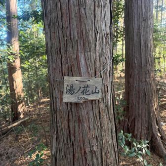 ルートから外れて降っていくと湯ノ花山…
温泉♨️が湧いている様な名前だけどその気配は無い…
ココも飯能百名山ね