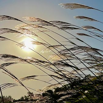 今朝は、風が強い