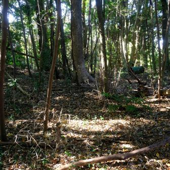 西尾山頂上　頂上ですが標識が見当たりませんでした。