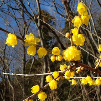 そしてロウバイ🟡ここにも少しだけいました。いい匂い、そして1年ぶりの懐かしい香りです🐥