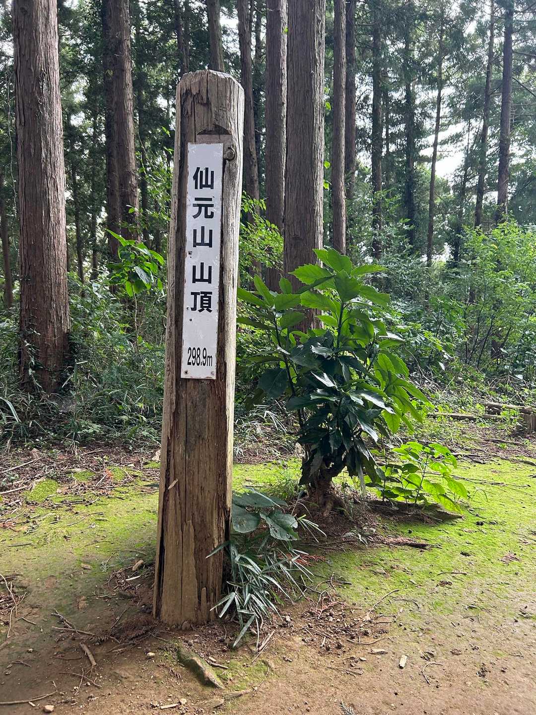 仙元山 往復コースの写真