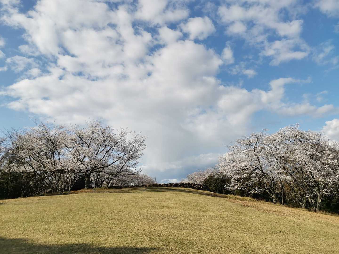 青ノ山 往復コースの写真