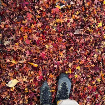 フカフカもみじ🍁