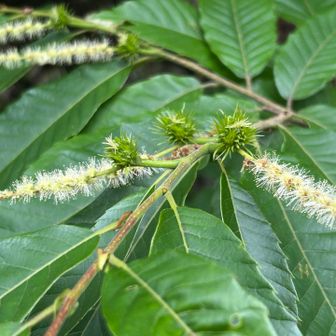 栗の雄花と雌花
雌花は、すでに、イガの形が分かる
