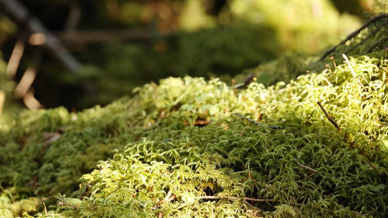北八ヶ岳縦走（にゅう・東天狗岳・西天狗岳・中山） の写真 48