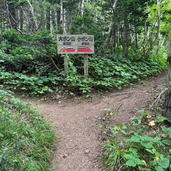 小ポン山へのルートはアップダウンがあり、ポン山よりも長い上に眺望がありません🙅🏻‍♀️